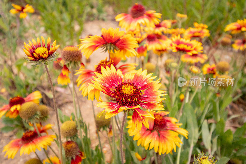 希腊克里特岛Rethymnon镇的Gaillardia aristata“Granretip”太阳爆发